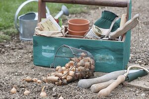 Planting onions in the organic garden