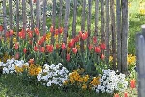 Bed with Tulipa 'Ballerina' with Iberis 'Snowball'