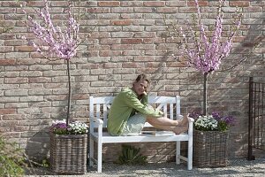 Almond trees in baskets and white bench in front of brick wall