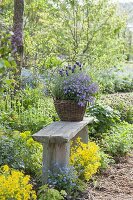 Korb mit Lobelia (Männertreu), Thymian (Thymus) und Schopflavendel