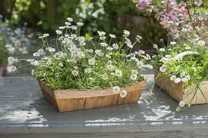 Spank boxes with Bellis perennis (Daisies)