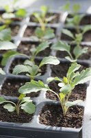 Jungpflanzen von Kohlrabi (Brassica) in Aussaatplatte