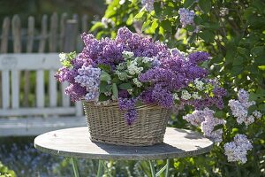 Arrangement of different varieties Syringa (lilac) and Crataegus