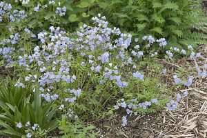 Polemonium Reptans 'Firmament' (Low Jacob's Ladder)