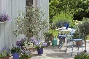 Olea europaea underplanted with Lobelia 'Lavender 47'