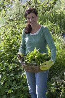 Nettle harvest for tea and smoothies