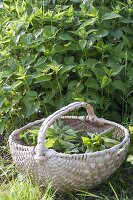 Nettle harvest for tea and smoothies