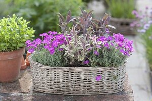 Duftender Korb mit Dianthus gratianopolitanus 'Eydangeri' (Pfingst-Nelken)