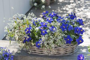 Basket with Exacum trinervium subsp. macranthum 'kandy'