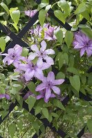 Clematis 'Hagley Hybrid' (Clematis)