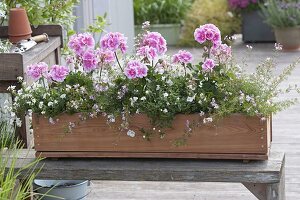 Pelargonium zonale 'Moonlight Katy' (Stehende Geranien), Diascia Breezee