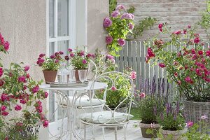 Terrace with flowering Rose, Salvia nemorosa