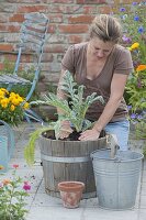 Pull artichokes yourself