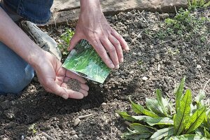 Vegetable sowing in organic garden