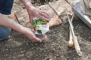 Vegetable sowing in organic garden