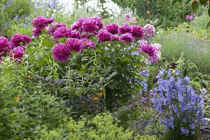 Paeonia lactiflora 'Pink Double' (Peony)