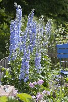 Delphinium Elatum hybrid 'eye-willow' larkspur in the garden