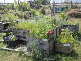 Urban Gardening Berlin