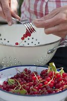 Rote Johannisbeeren vom Stiel abstreifen