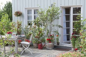 Naschterrasse mit Beerenstraeuchern