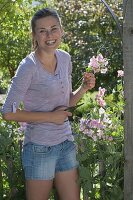 Woman cutting Lathyrus odoratus (sweetpea) bushes