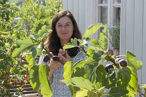 Frau pflückt frische Feigen (Ficus carica)