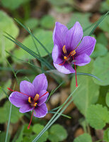 Nahaufnahme des Safran-Krokus (Crocus sativus)