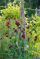 Lathyrus odoratus 'Midnight' (Duftwicken) an Rankhilfe aus Zweigen