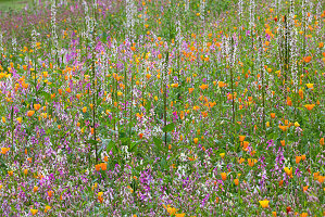 Einjährige Blumenwiese