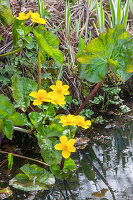 Caltha palustris (Sumpfdotterblume) blüht im Frühling am Teich