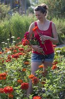 Frau schneidet Zinnia (Zinnien) für roten Strauss