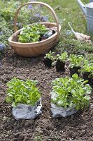 Corn salad in late summer in the garden plants