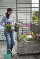 Fahrbarer Kasten mit Thunbergia als Sichtschutz