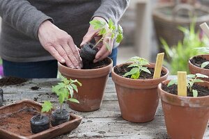 Tomaten selbst anziehen