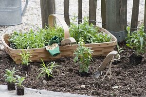 Beet mit einjaehrigen Sommerblumen anlegen