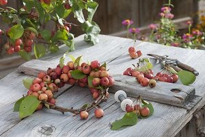 Bind Malus 'Van Eseltine' wreath to apple twigs