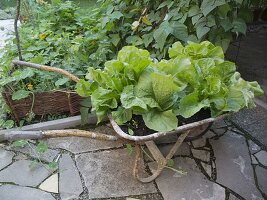 Romanasalat, Römersalat (Lactuca) in alter Schubkarre