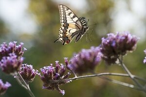 Verbena bonariensis with swallowtail butterfly