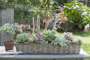 Basket with echeveria and senecio (ragwort)