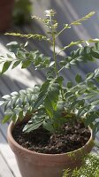 Murraya koeningii (Indian curry leaf) in clay pot