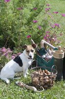 Ab September ist Pflanzzeit für Blumenzwiebeln