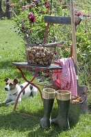 Planting time for flower bulbs, Narcissus (Narcissus)