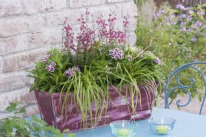 Dianthus barbatus (Barnacle), Daboecia (Irish bellhide)