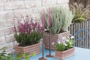 Terracotta boxes with daboecia, dwarf curry herb