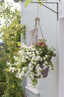 Hanging basket with Petunia surfinia 'Snow' and Lantana Bandana