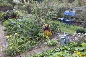 Pear tree (Pyrus) in the bed with kale (Brassica), beetroot