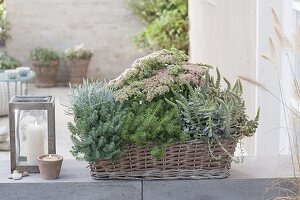 Basket box planted with succulents