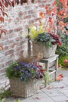 Baskets with Heuchera 'Starry Night', Ceratostigma