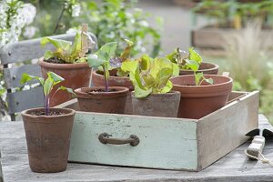 Jungpflanzen von Salat (Lactuca) und Kohlrabi (Brassica)