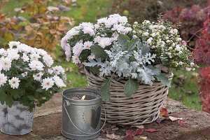 Chrysanthemum, Cineraria maritima